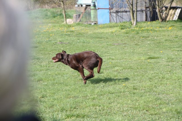 alle_hundefotos
