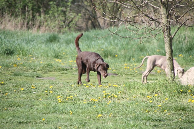 alle_hundefotos