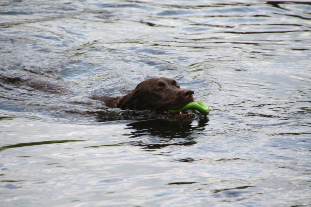 alle_hundefotos