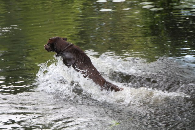 alle_hundefotos