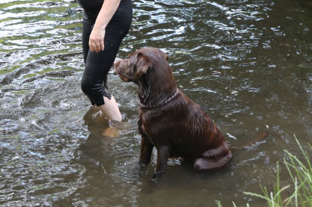 alle_hundefotos