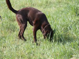 alle_hundefotos